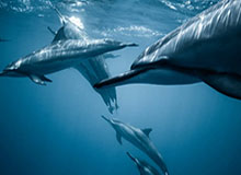 华体会hth体育-英超纽卡斯尔俱乐部前老板收购德国Puma近6%股权